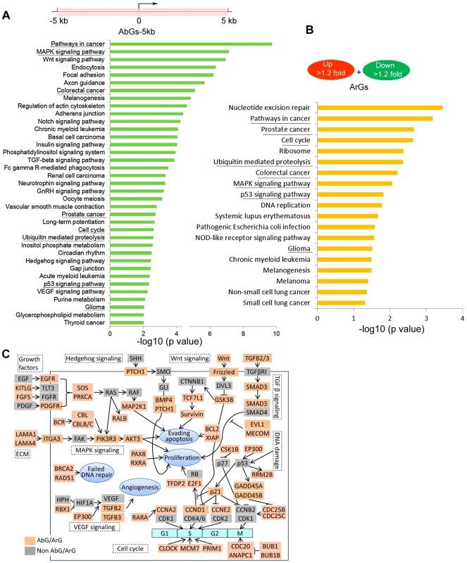 Ago1-bound and Ago1-responsive genes are enriched for cancer pathways.