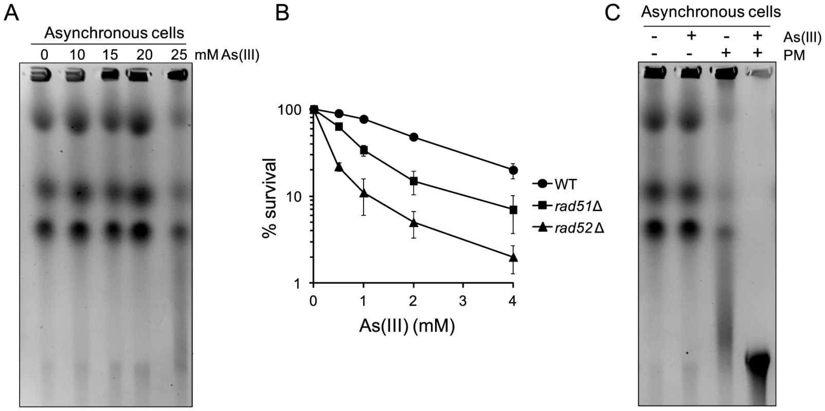 DSB induction by As(III) in <i>Schizosaccharomyces pombe</i> and the role of HR in surviving As(III) treatment.