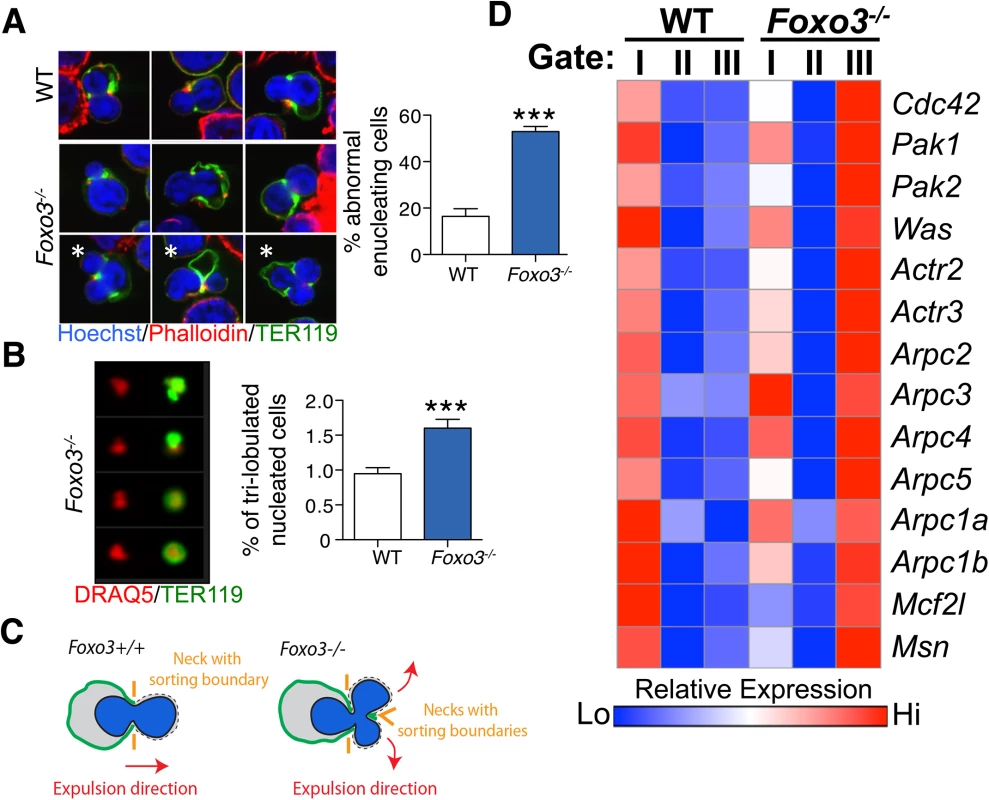 Defective enucleation in <i>Foxo3</i><sup><i>-/-</i></sup> bone marrow erythroblasts.
