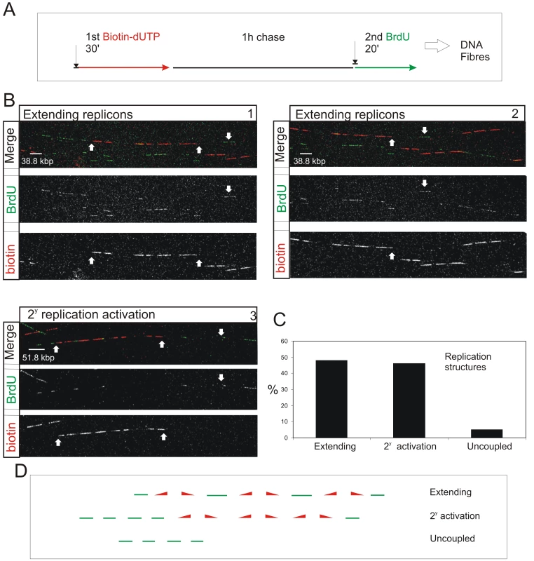 S phase progression correlates with the sequential activation of replicon clusters as defined by their genetic continuity along individual chromosome.