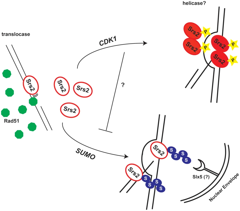 Model for the roles of the Srs2 modifications in recombination.