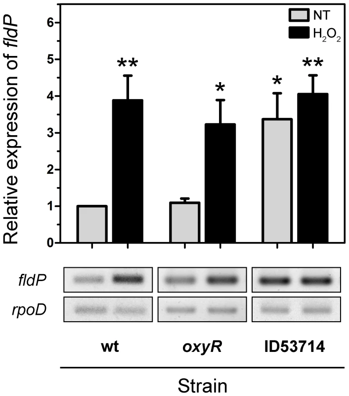 Induction and regulation of <i>fldP</i> expression.