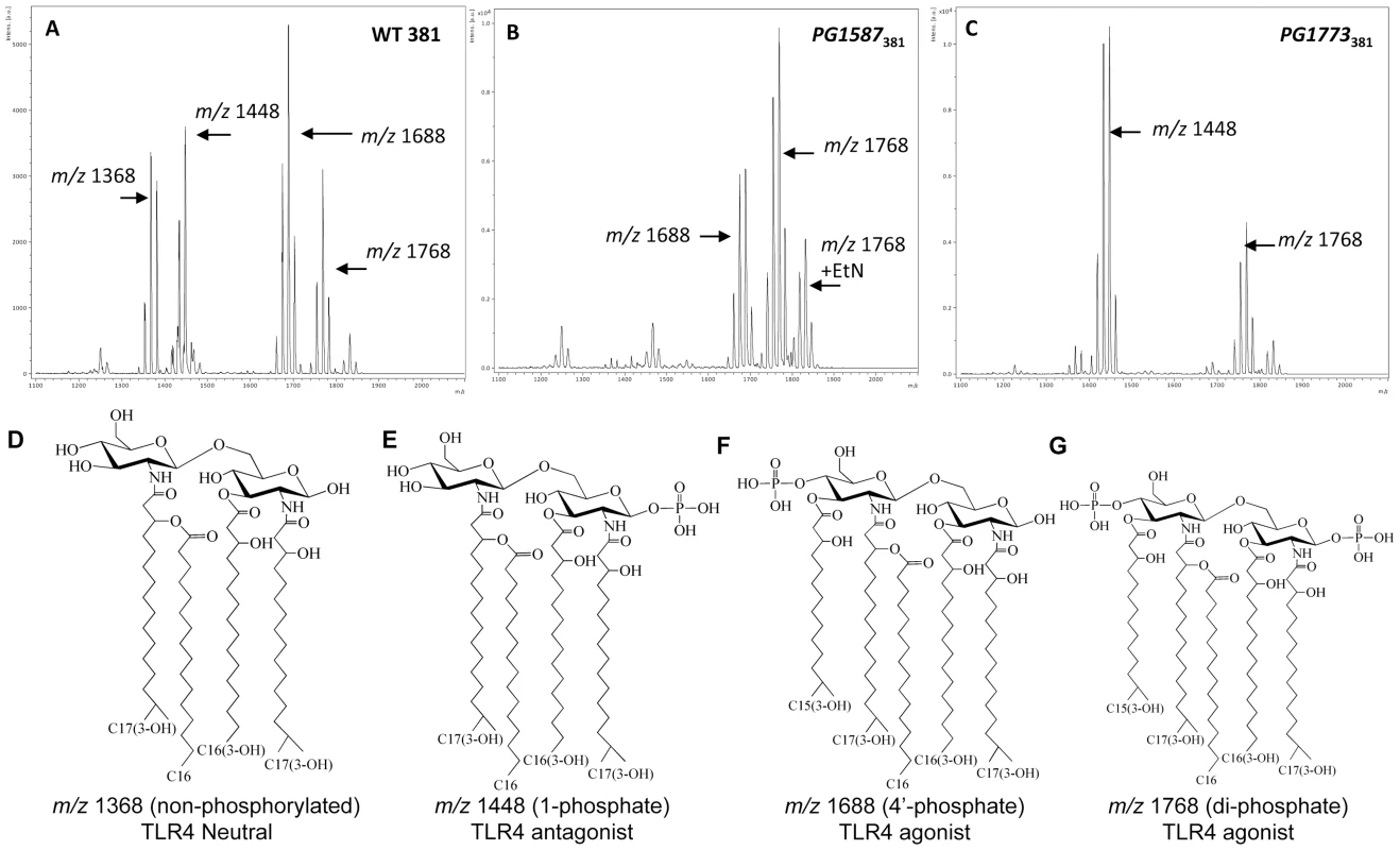 <i>P. gingivalis</i> strain 381 utilizes endogenous lipid A 1- and 4′- phosphatase activities to modify lipid A species and evade TLR4 activation.