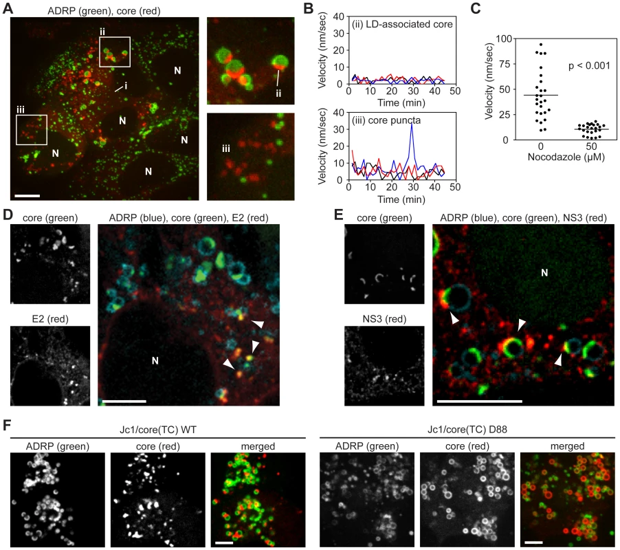 Localization and kinetics of core protein in live cells.