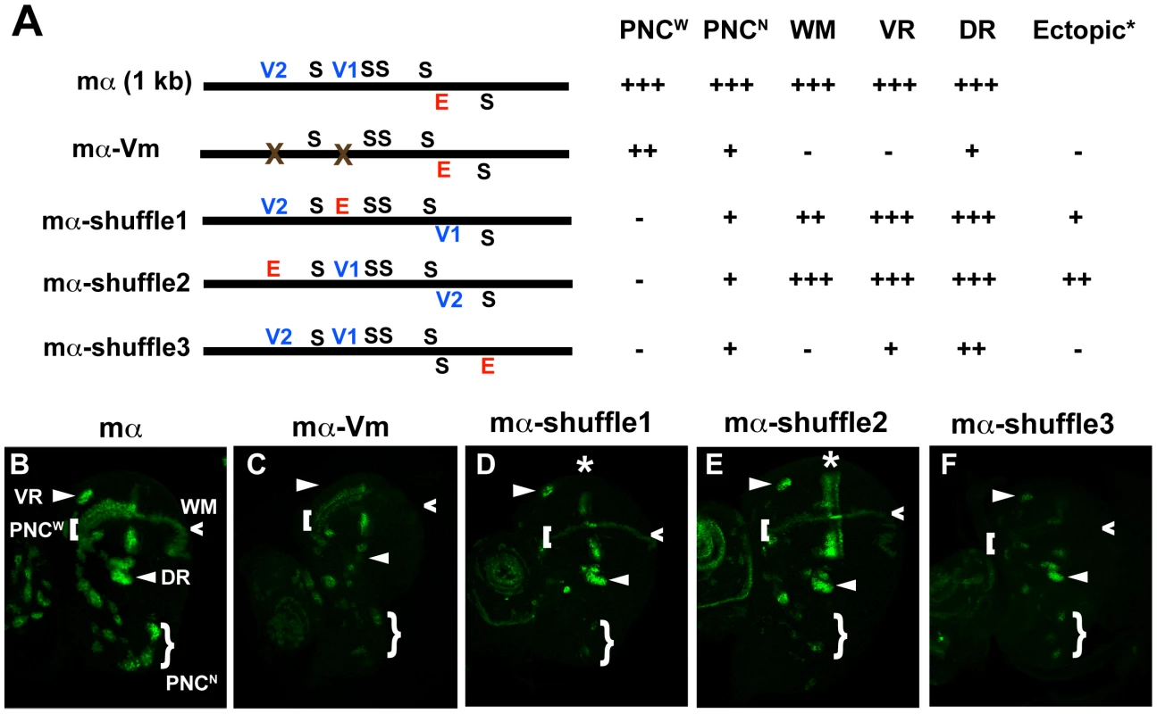 Rearranging required transcription factor binding motifs in the mα enhancer strongly affects its activity.