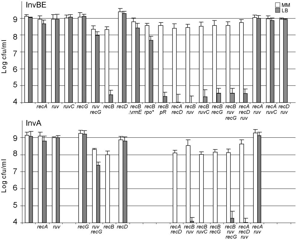 Inv <i>recB</i> strains are LB–sensitive.
