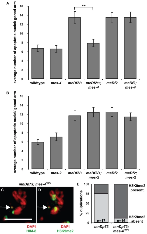 <i>mes-4</i> is required for the synapsis checkpoint and prevents heterochromatin assembly on a chromosomal duplication with PC activity.