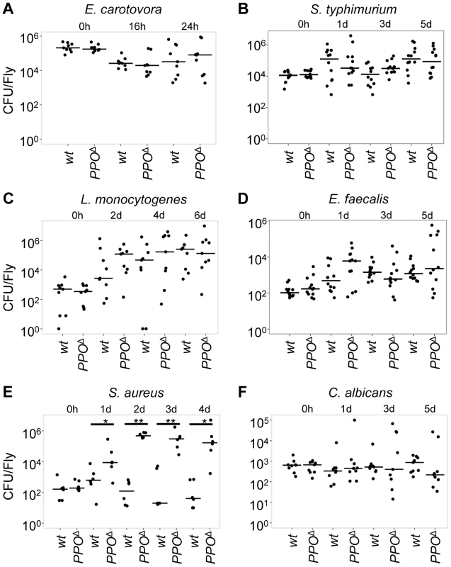 Microbial persistence in wild-type and <i>PPO1</i><sup>Δ</sup>, <i>PPO2</i><sup>Δ</sup> double mutant flies.