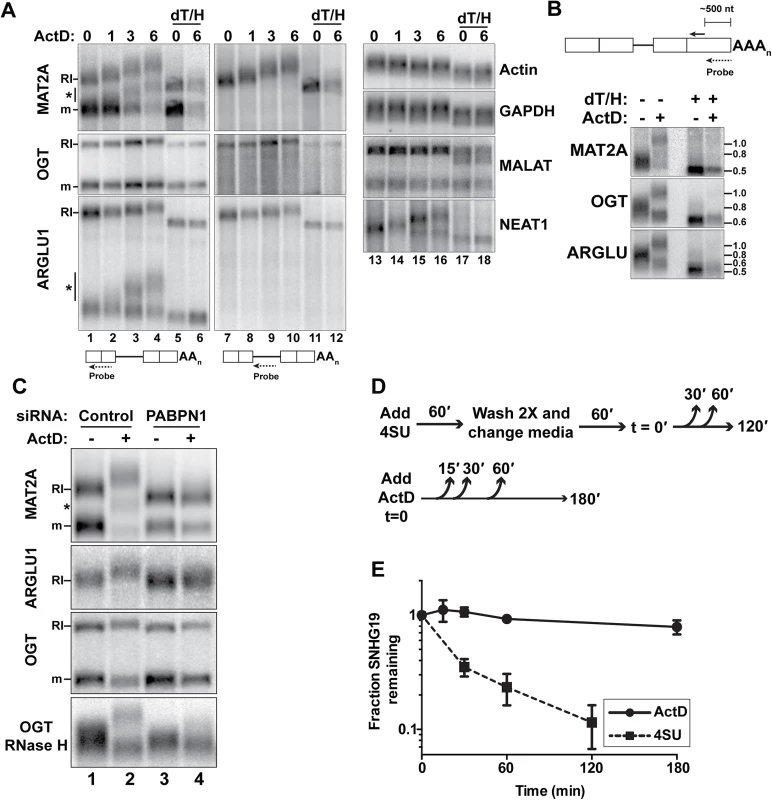RI-RNAs are hyperadenylated upon ActD treatment.
