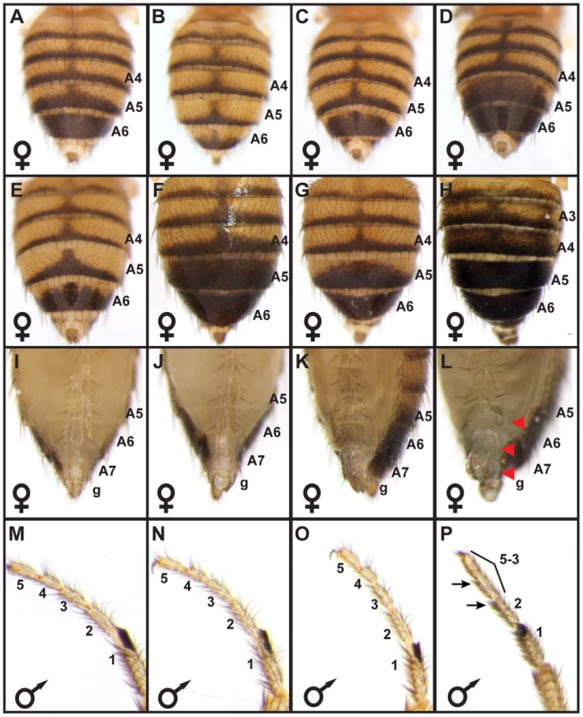 <i>bab locus</i> allelic variation underlies phenotypic variation.