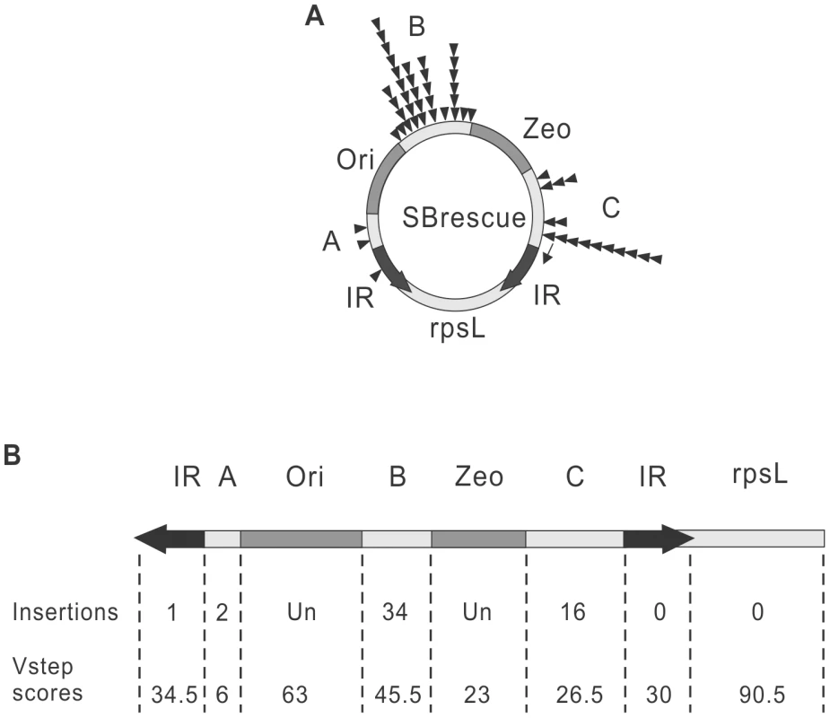 Comparing autointegration profile to the predicted, close-to-random target site distribution of <i>SB</i> transposition.