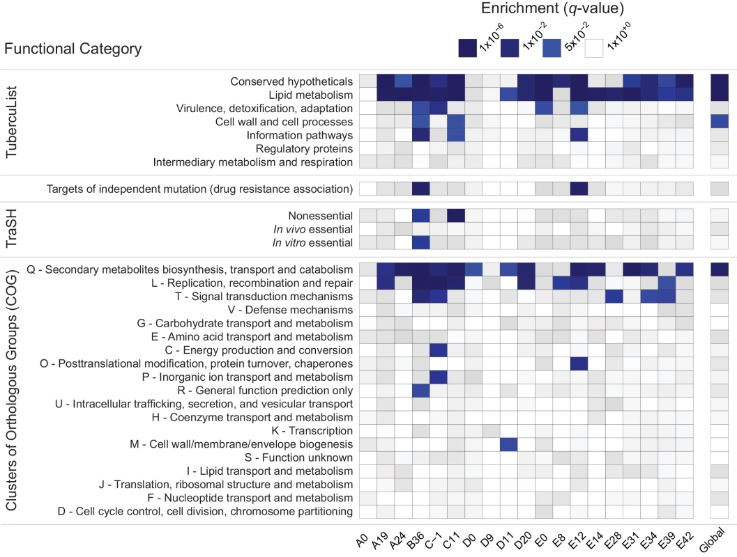 Enrichment of annotation categories among genes with extreme negative values of Tajima’s D (TD).