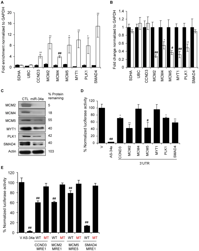 miR-34a pull-downs identify novel miR-34a targets involved in cell cycle progression.