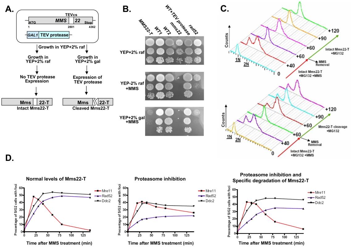 Degradation of Mms22 is sufficient to allow exit from the DNA damage induced G<sub>2</sub>/M arrest.