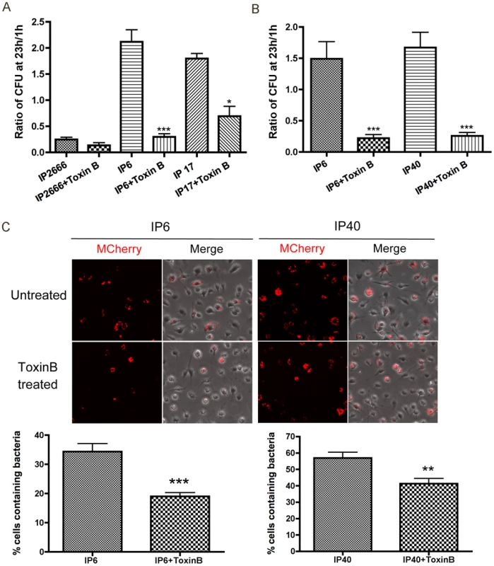 Survival of different <i>Y. pseudotuberculosis</i> strains inside macrophages, in the presence or absence of Toxin B.