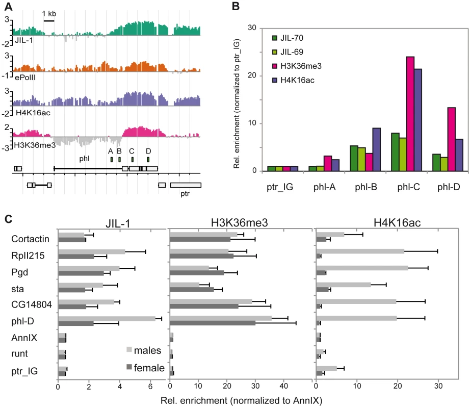 JIL-1 is enriched at the 3′ end of <i>phl</i> and is twofold enriched at X-linked loci in male flies.