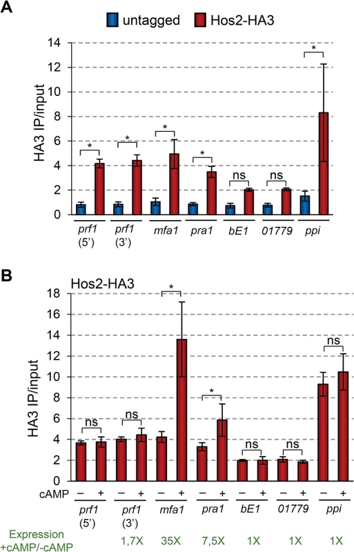 Hos2 directly binds to mating genes.
