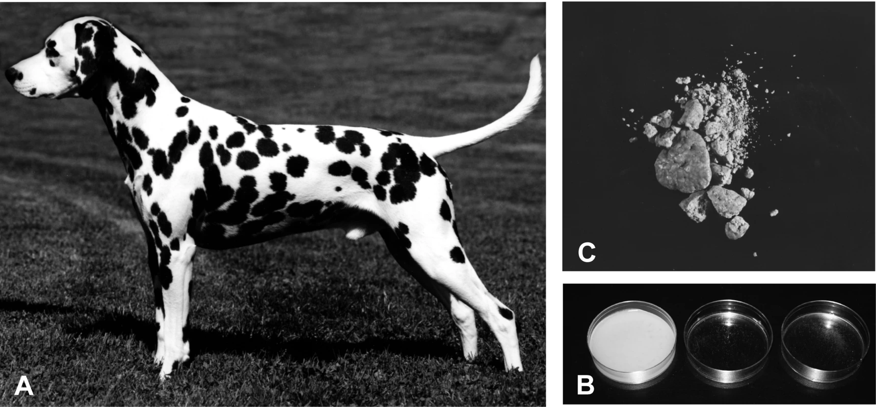 The Dalmatian phenotype.