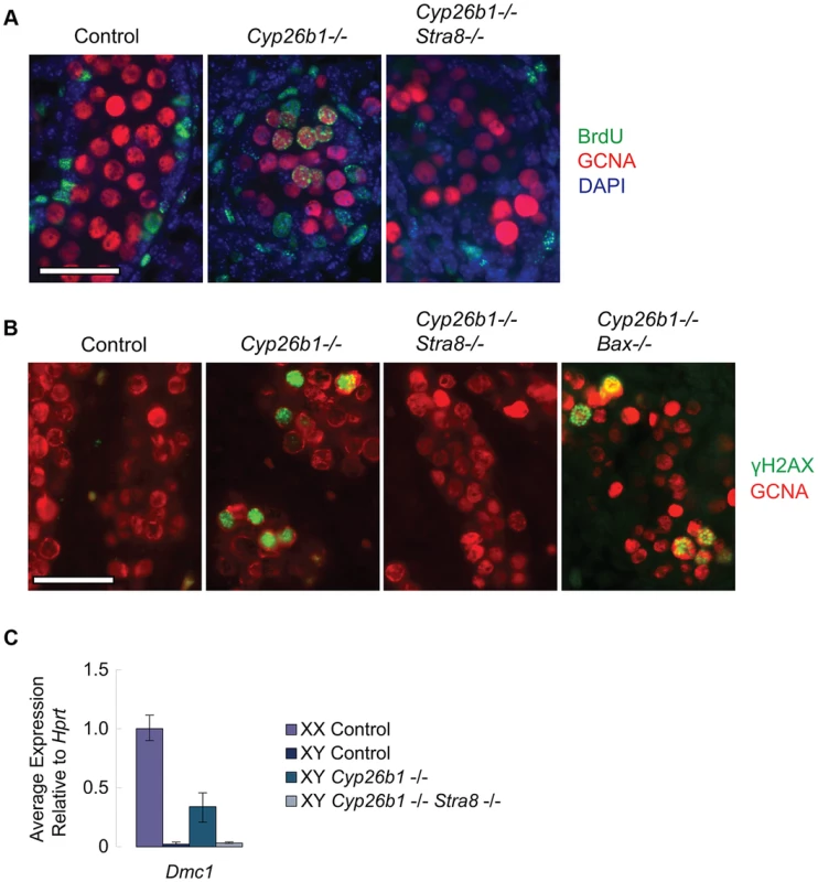 In <i>Cyp26b1-</i>deficient testes, STRA8 induces <i>Dmc1</i> expression, DNA replication and DNA double-strand break formation.