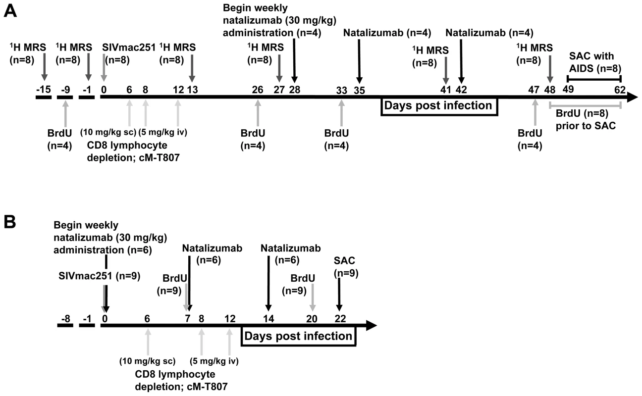 Schematic representation of study design and experimental procedures.