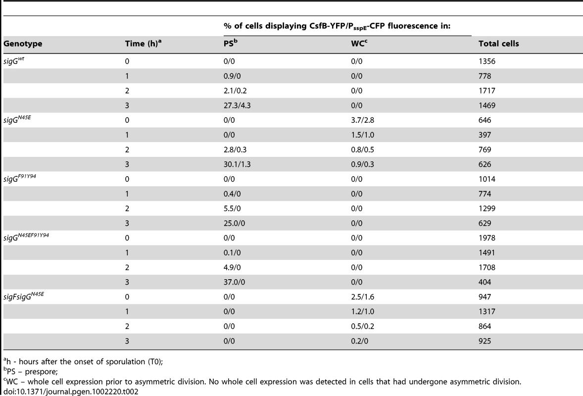 Localization of <i>csfB-yfp</i> and P<i><sub>sspE</sub></i>-<i>cfp</i> expression.