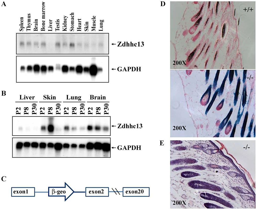 Expression of <i>Zdhhc13</i>.