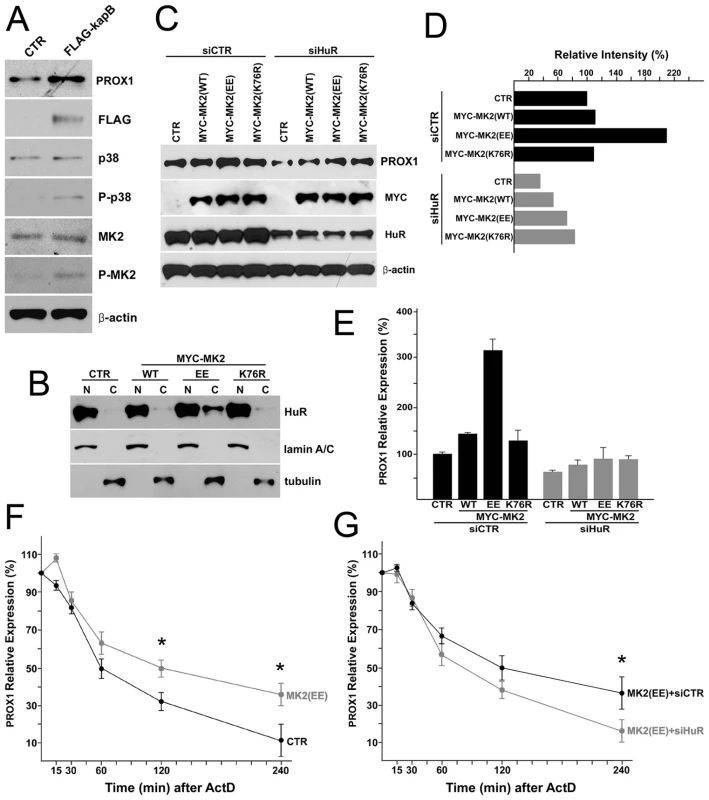 MK2 stimulated by kaposin-B activates the cytoplasmic accumulation of HuR protein and upregulates PROX1 mRNA stability.