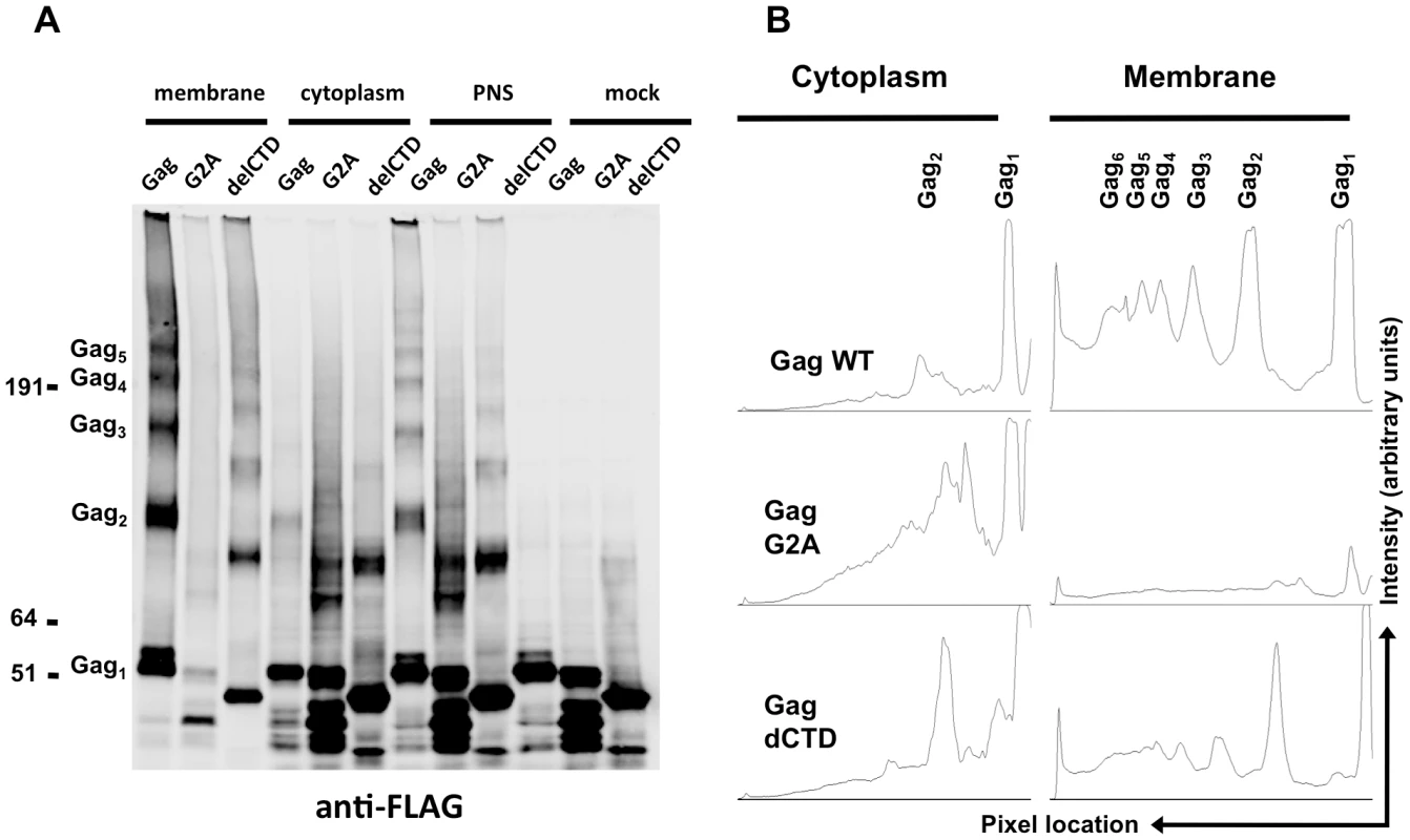 Multimerization of Gag, G2A-Gag, Gag-delCTD in plasma membrane and cytoplasm.