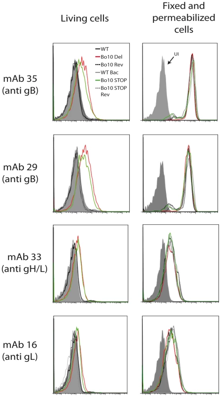 Antigenicity of infected cells.
