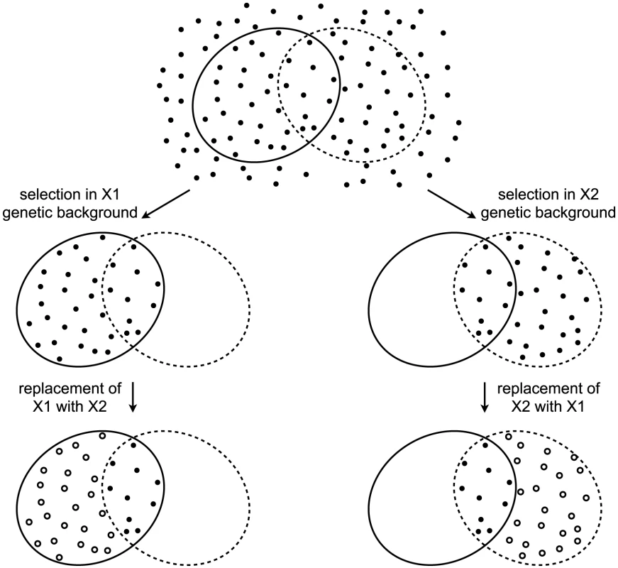 Revelation of cryptic genetic variation without a change in robustness.