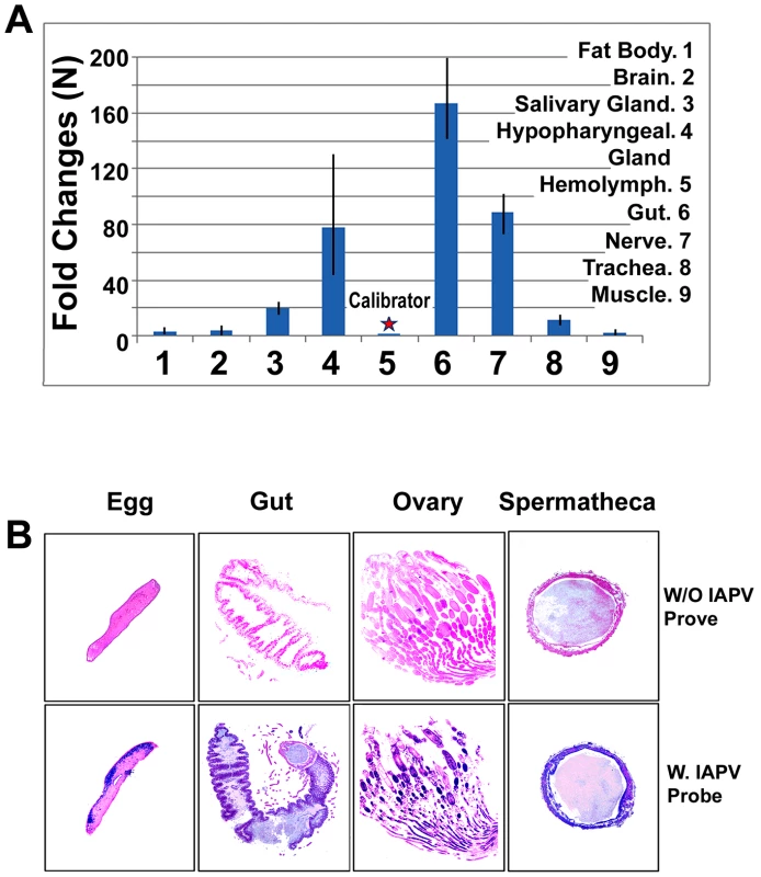 Relative abundance of negative strand RNA of IAPV genome copies in different tissues of honey bees and in situ hybridization analysis of queen somatic and germ tissues.