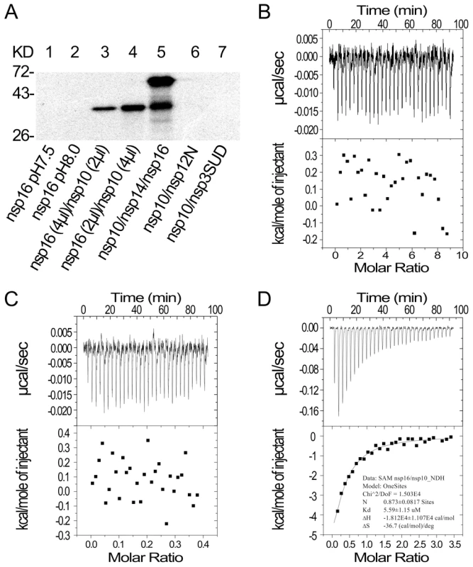 SAM binding analyses of SARS-CoV nsp14, nsp16 and nsp10.