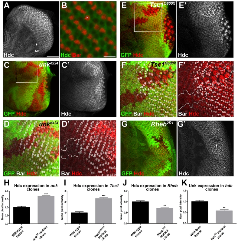 Hdc expression is controlled by InR/mTOR signalling and <i>unk</i>.