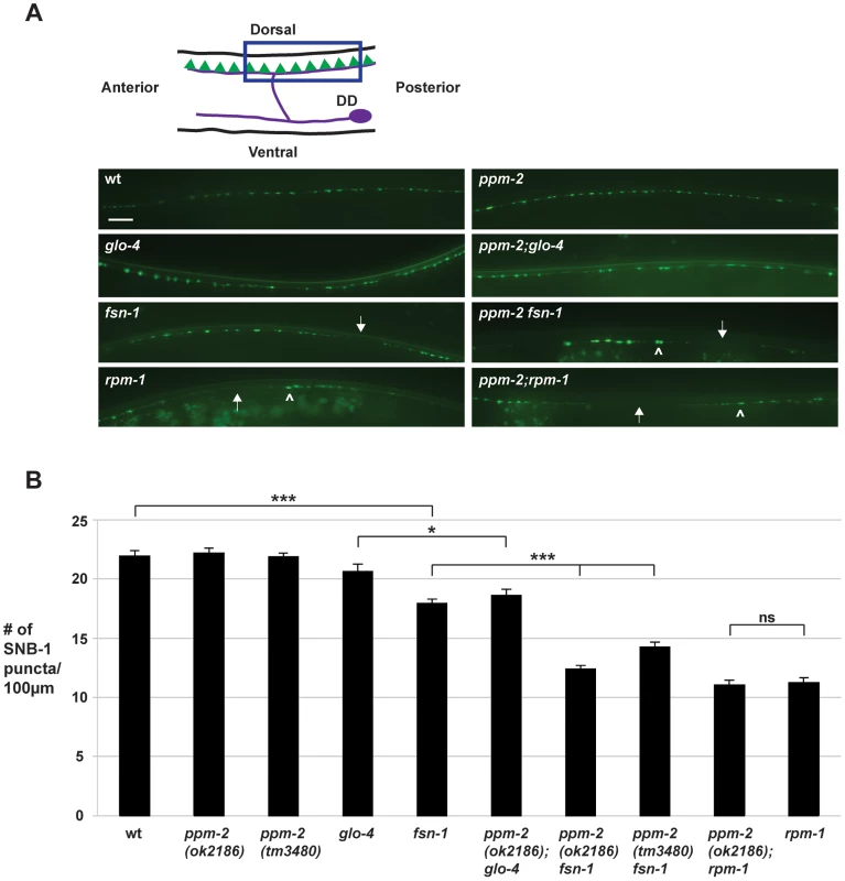 <i>ppm-2</i> regulates synapse formation by GABAergic motor neurons.