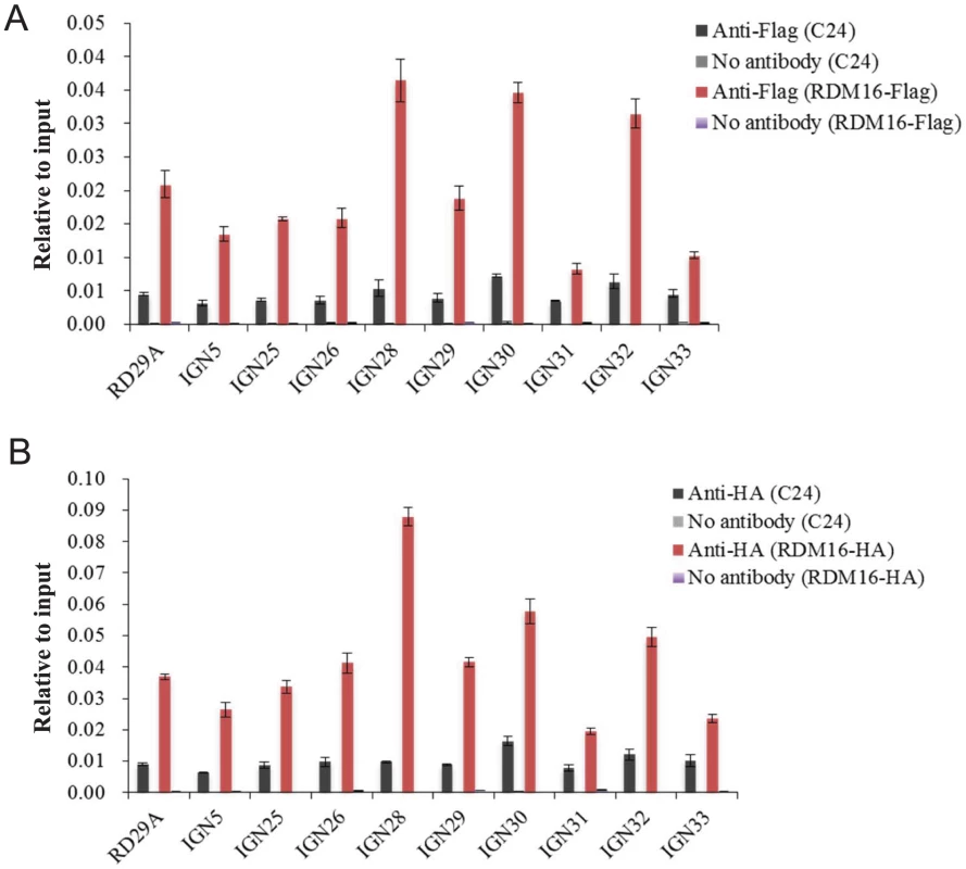 ChIP analysis of RDM16 on Pol V targeted loci.