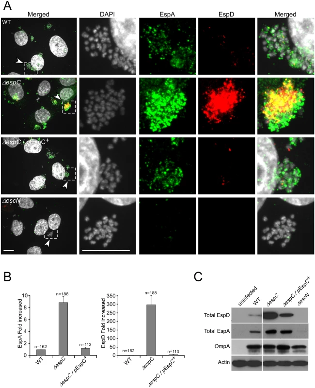 EspC negatively regulates the amounts of EspA and EspD secreted upon cell contact.