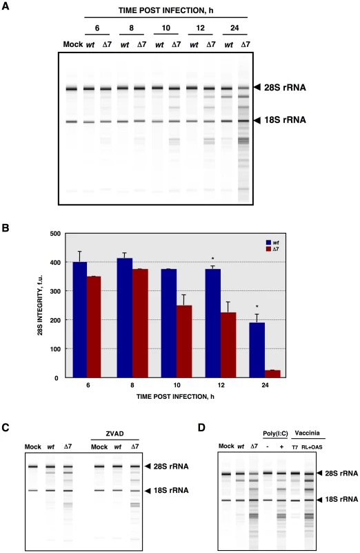 Cellular RNA integrity.