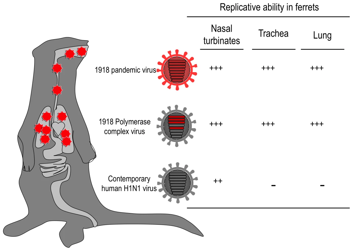 The role of the viral RNA polymerase complex in the replication properties of the 1918 virus in ferrets.
