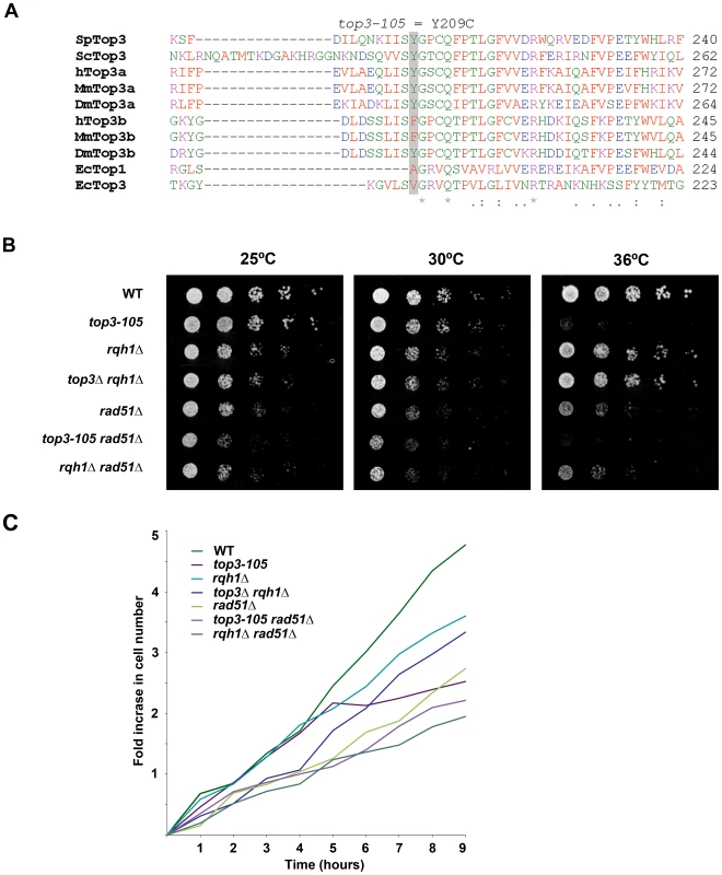 The <i>top3-105</i> mutant carries an Y209C amino acid substitution and displays impaired growth at 36°C.