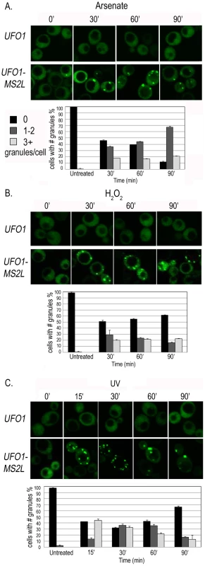 Time course of granule appearance in <i>UFO1-MS2L</i> cells after stress.