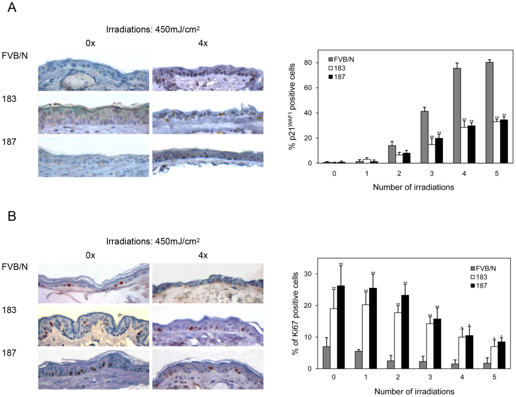 p21<sup>WAF1</sup> and Ki-67 levels in the skin of wild-type and K14 HPV38 E6/E7-Tg mice after UVB irradiation.