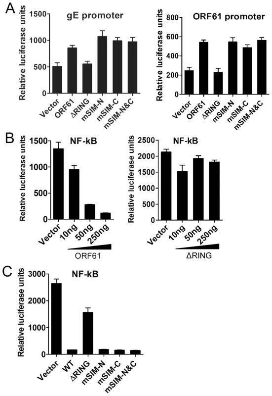 ORF61 SIMs are dispensable for other ORF61 functions.