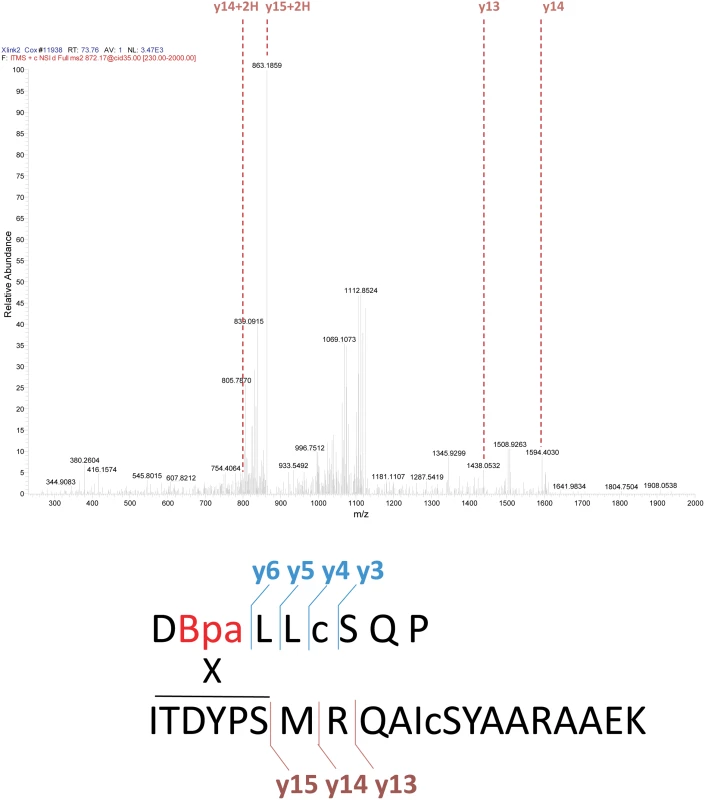 Analysis of cross-linked RecA-UmuC product #2.