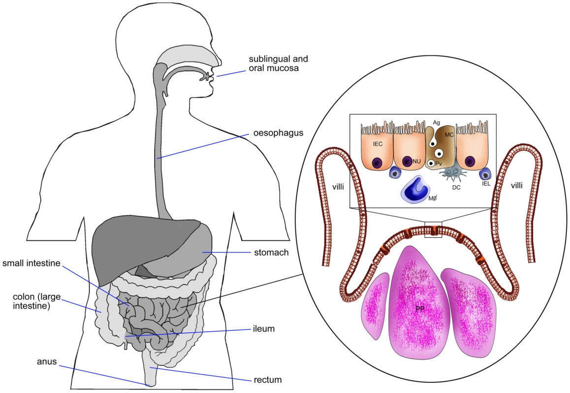 Schematic diagram of intestinal epithelium showing M cells, Peyer's patches, intestinal epithelial cells, and pathway of Ag transport.