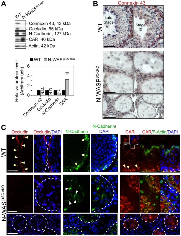 BTB junctional and basal ES proteins are absent or abnormally localized in the seminiferous epithelium of N-WASP<sup>SC-cKO</sup> mouse testes.