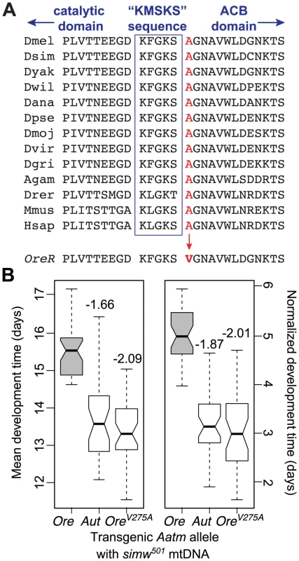 An amino acid change in the mt-TyrRS gene <i>Aatm</i> is incompatible with the <i>mt-tRNA<sup>Tyr</sup></i> polymorphism.