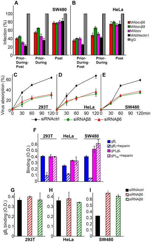 Steps in HSV infection inhibited by function-blocking MAbs to αvβ6- and αvβ8–integrins, or by integrin silencing.