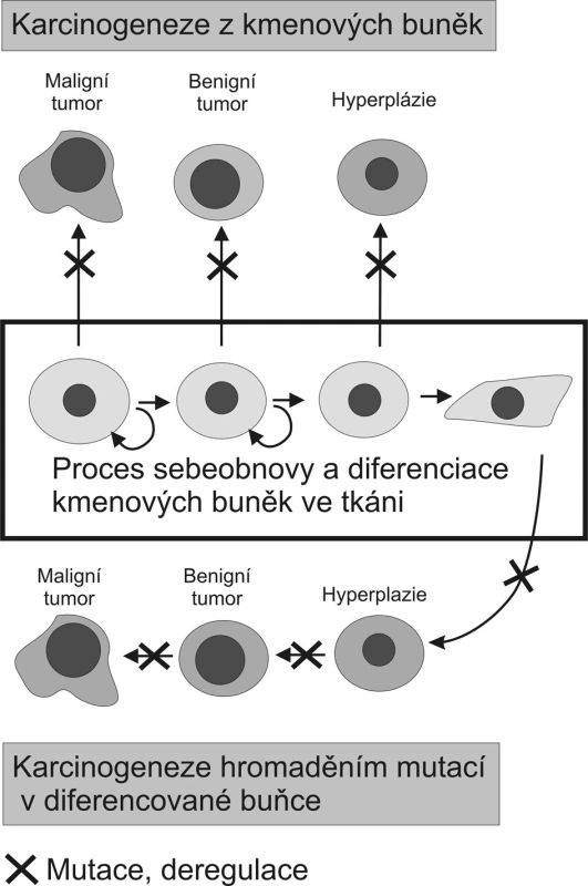 Porovnání dvou modelů karcinogeneze Původní teorie předpokládá nahromadění kritických mutací v jediné diferencované buňce. Důsledkem těchto mutací a epigenetických dějů je nádorová transformace a dediferenciace dané buňky, která dává vzniknout tumoru. Karcinogeneze vycházející z adultních kmenových buněk přítomných v každé tkáni naopak předpokládá že mutace či deregulační epigenetická změna transformuje kmenovou buňku na kmenovou buňku nádoru tak, že se tato stává základem buněčné populace tvořící tumor (volně podle Takana, 2007 a Woodwardové 2005).
Fig. 1. Comparison of two carcinogenesis models The former theory hypothesised concentration of critical mutations within a single differentiated cell. These mutations and epigenetic actions are then expected to result in tumorous transformation and dedifferentiation of the cell, from which a tumor would originate. Contrary to that, carcinogenesis based on adult stem cells present in any tissue, supposes that a mutation or a deregulation epigenetic change would transform a stem cell into a tumorous stem cell , which then would give rise to a cell population, forming a tumor. (according to Takan, 2007 and Woodward, 2005).