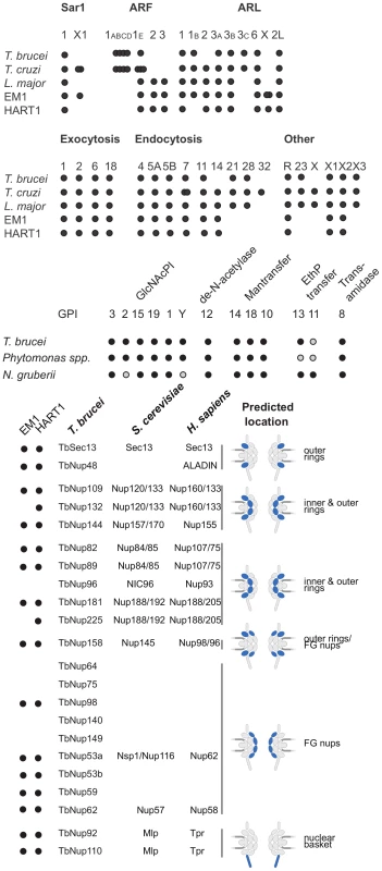 ARF, Rab NUP and GPI pathways in <i>Phytomonas</i> EM1 and HART1.