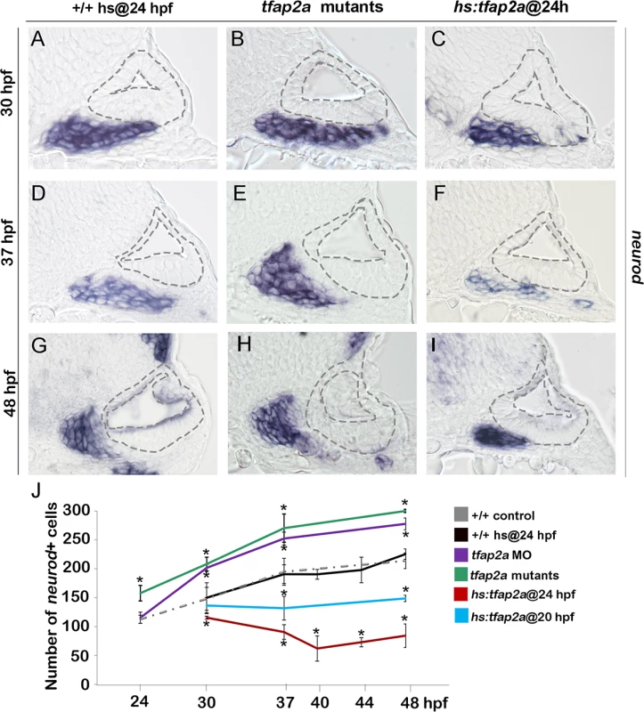 Tfap2a regulates the number of transit-amplifying SAG precursors.